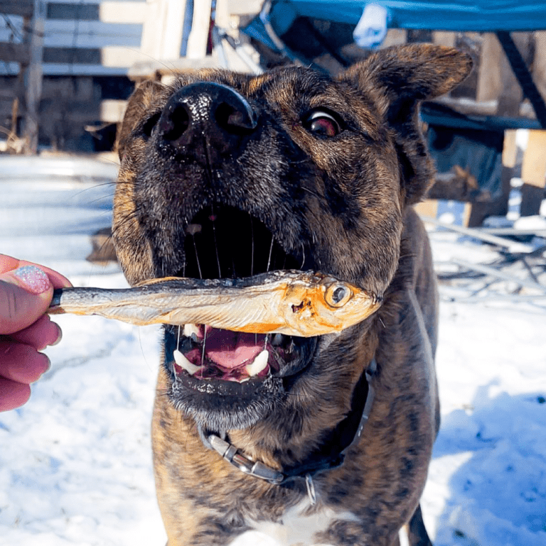 Gunnis-Trockenfisch-Lenoverse